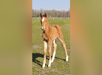 Westfale, Hengst, , 170 cm, Dunkelfuchs