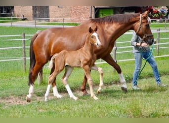 Westfale, Hengst, , 170 cm, Fuchs