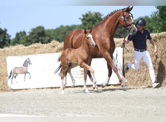 Westfale, Hengst, , 170 cm, Fuchs