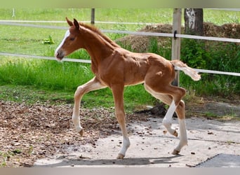 Westfale, Hengst, , 170 cm, Fuchs