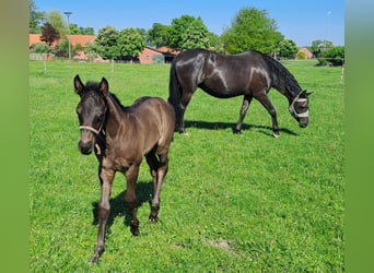 Westfale, Hengst, , 170 cm, Rappe