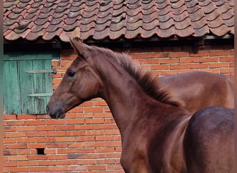 Westfale, Hengst, Fohlen (03/2026), 172 cm, Dunkelfuchs