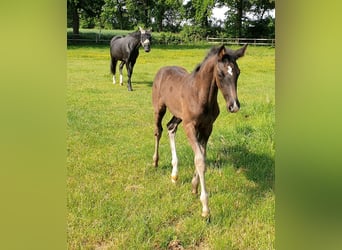 Westfale, Hengst, , 172 cm, Rappe