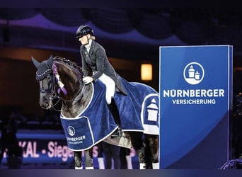 Westfale, Hengst, , 172 cm, Rappe