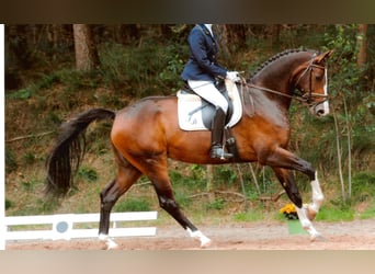 Westfale, Hengst, , 174 cm, Brauner