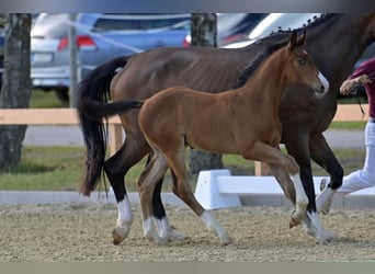 Westfale, Hengst, , 174 cm, Brauner