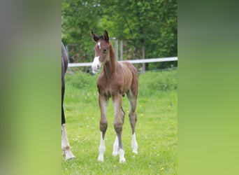 Westfale, Hengst, , 174 cm, Brauner