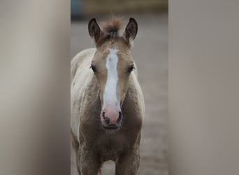 Westfale, Hengst, Fohlen (05/2026), Buckskin