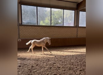 Westfale, Hengst, Fohlen (05/2026), Cremello