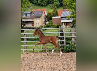 Westfale, Hengst, Fohlen (01/2026)