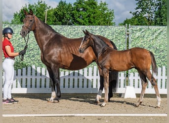 Westfale, Hengst, , Dunkelbrauner