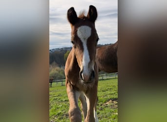 Westfale, Hengst, Fohlen (03/2026), Dunkelbrauner