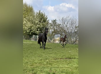 Westfale, Hengst, Fohlen (03/2026), Dunkelbrauner