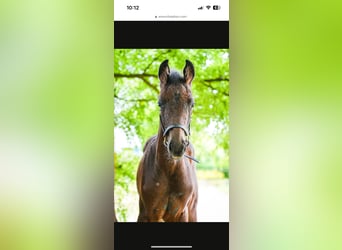 Westfale, Hengst, Fohlen (05/2025), Dunkelbrauner