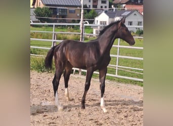 Westfale, Hengst, Fohlen (04/2023), Dunkelbrauner