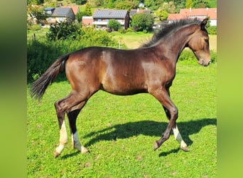 Westfale, Hengst, Fohlen (04/2023), Dunkelbrauner