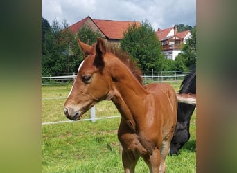 Westfale, Hengst, Fohlen (05/2025), Dunkelfuchs