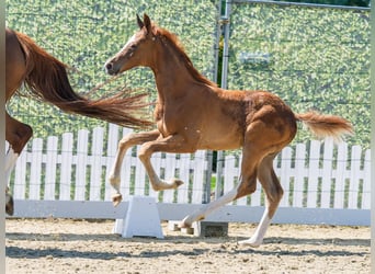 Westfale, Hengst, Fohlen (04/2026), Fuchs
