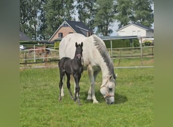 Westfale, Hengst, Fohlen (06/2024), Kann Schimmel werden