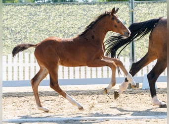 Westfale, Hengst, Fohlen (04/2026), Kann Schimmel werden