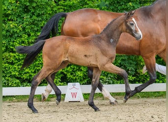 Westfale, Hengst, Fohlen (04/2026), Kann Schimmel werden