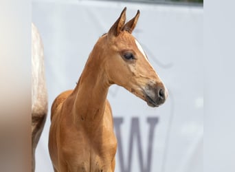 Westfale, Hengst, Fohlen (06/2023), Kann Schimmel werden
