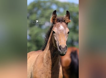 Westfale, Hengst, Fohlen (04/2024), Kann Schimmel werden