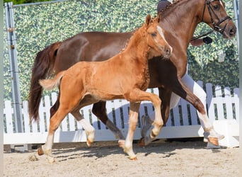 Westfale, Hengst, , Palomino