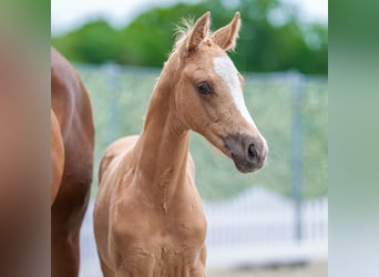 Westfale, Hengst, Fohlen (03/2026), Palomino