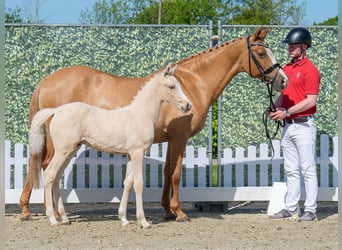 Westfale, Hengst, , Palomino