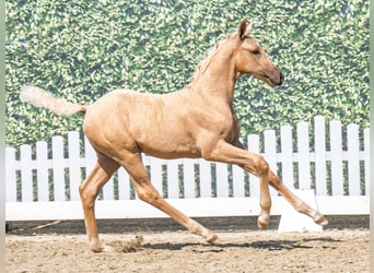 Westfale, Hengst, , Palomino
