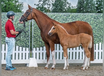 Westfale, Hengst, Fohlen (05/2025), Palomino