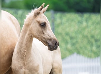 Westfale, Hengst, , Palomino