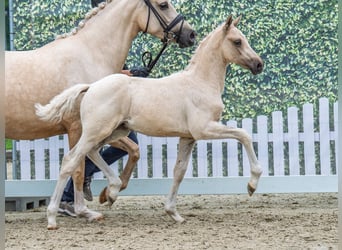 Westfale, Hengst, , Palomino