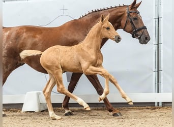 Westfale, Hengst, Fohlen (06/2024), Palomino