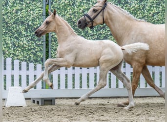 Westfale, Hengst, , Palomino