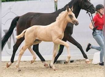 Westfale, Hengst, Fohlen (04/2024), Palomino