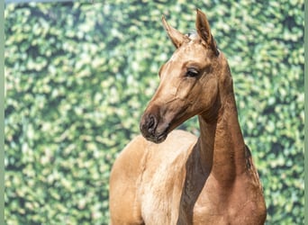 Westfale, Hengst, , Palomino