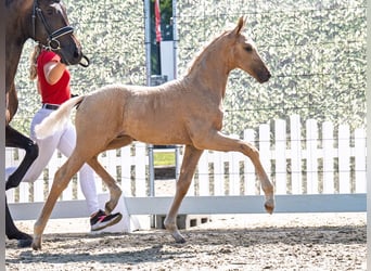Westfale, Hengst, , Palomino