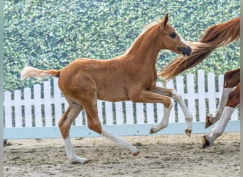 Westfale, Hengst, Fohlen (05/2025), Palomino