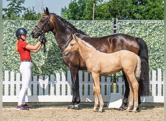 Westfale, Hengst, , Palomino