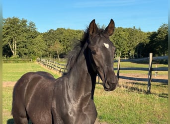 Westfale, Hengst, Fohlen (05/2025), Rappe