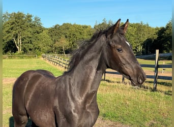 Westfale, Hengst, Fohlen (05/2025), Rappe
