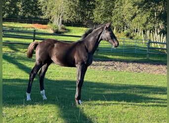 Westfale, Hengst, Fohlen (05/2025), Rappe