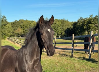 Westfale, Hengst, Fohlen (05/2025), Rappe