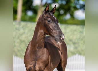Westfale, Hengst, Fohlen (04/2026), Rappe
