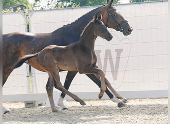Westfale, Hengst, Fohlen (04/2023), Rappe