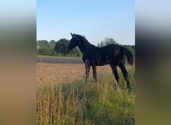 Westfale, Hengst, Fohlen (04/2023), Rappe