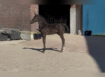 Westfale, Hengst, Fohlen (03/2026), Rappe