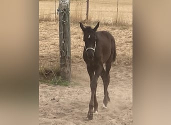 Westfale, Hengst, Fohlen (04/2026), Rappe
